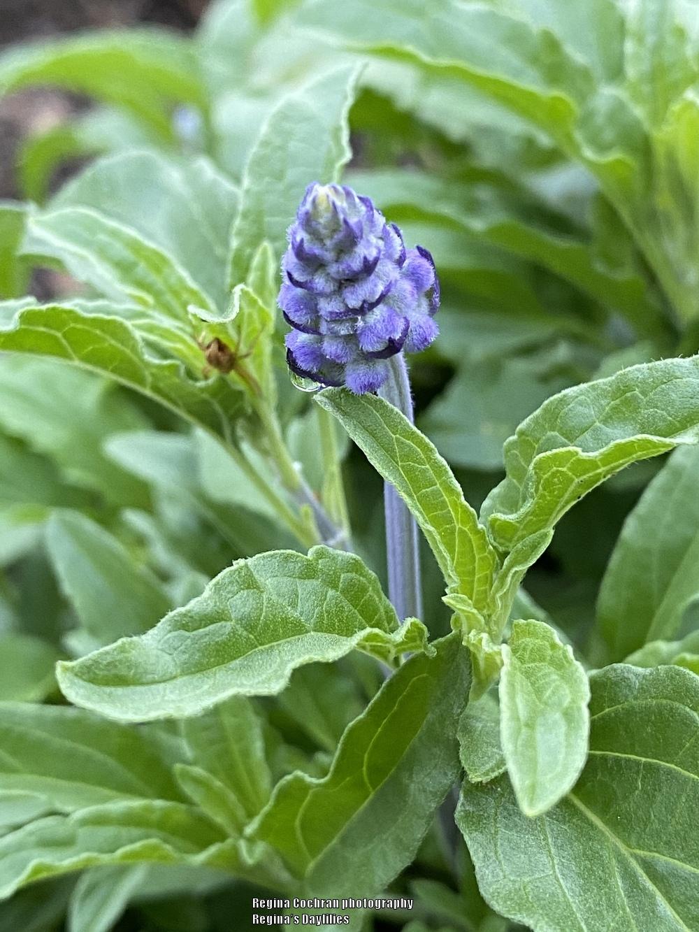 Photo of Salvia Velocity™ Blue uploaded by scflowers