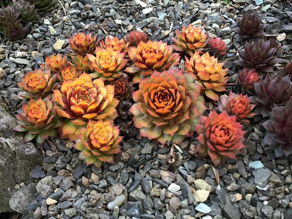 Photo of Hen and Chicks (Sempervivum 'Gold Nugget') uploaded by tcstoehr