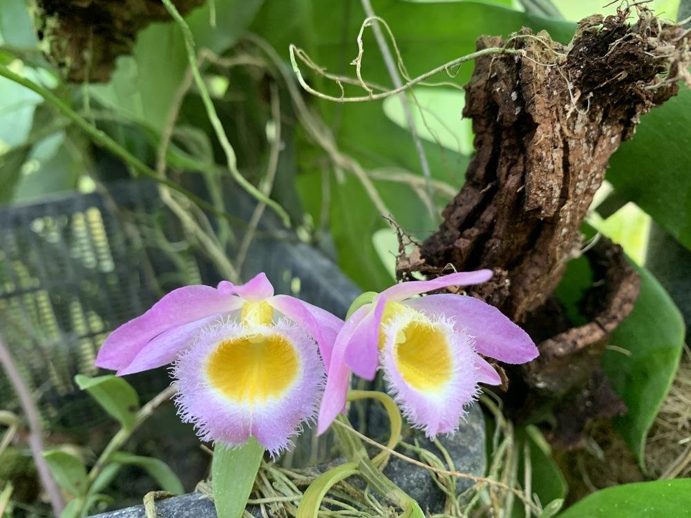 Photo of Loddiges' Dendrobium (Dendrobium loddigesii) uploaded by Gina1960