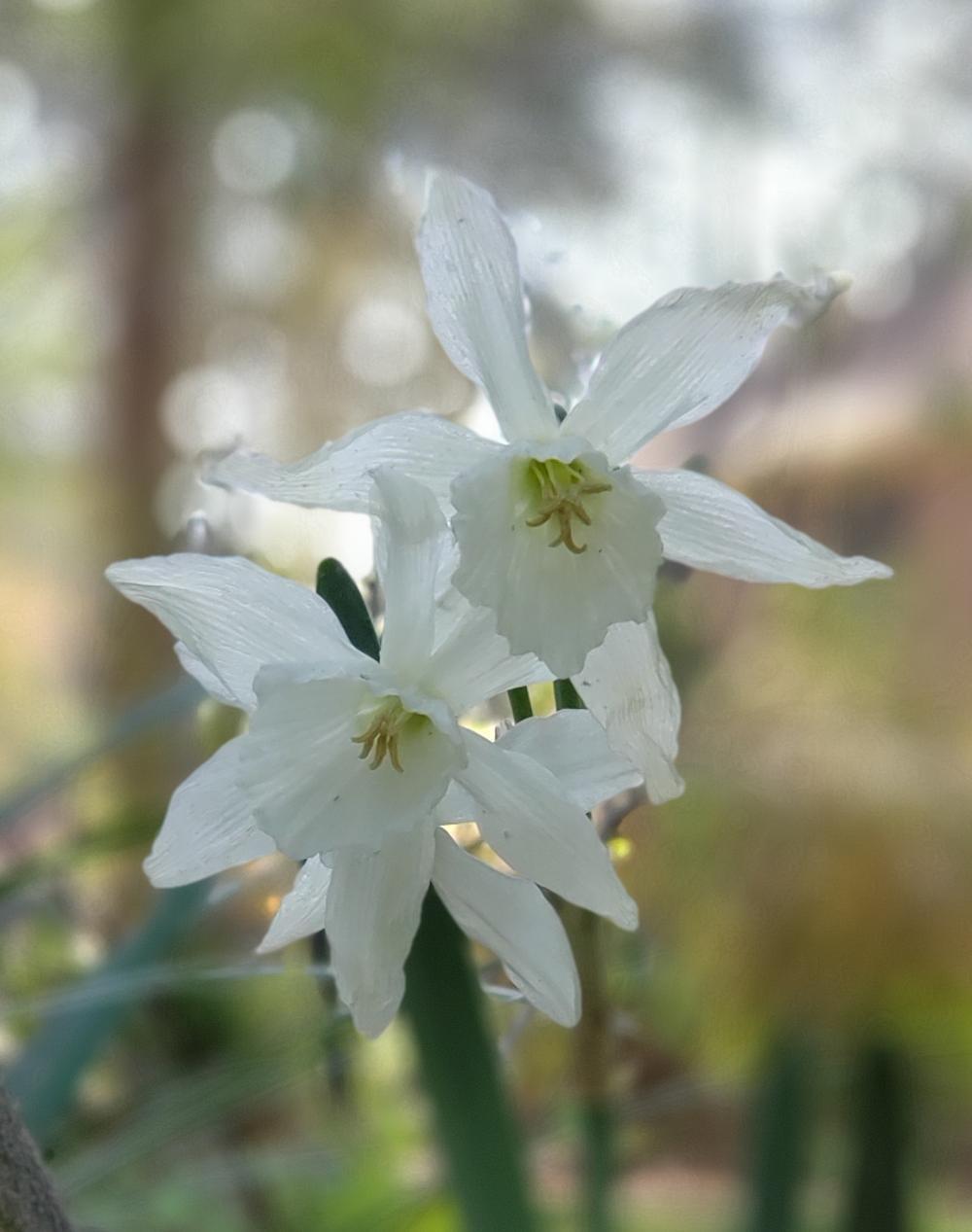 Photo of Triandrus Daffodil (Narcissus 'Thalia') uploaded by Tom_F_GA