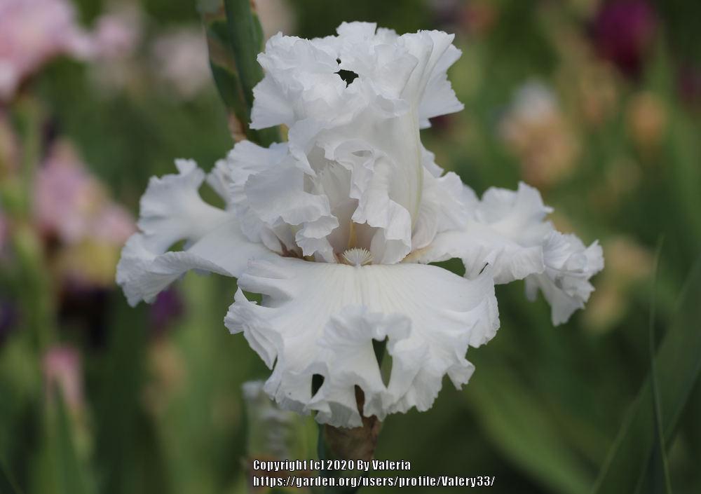Photo of Tall Bearded Iris (Iris 'My Beloved') uploaded by Valery33