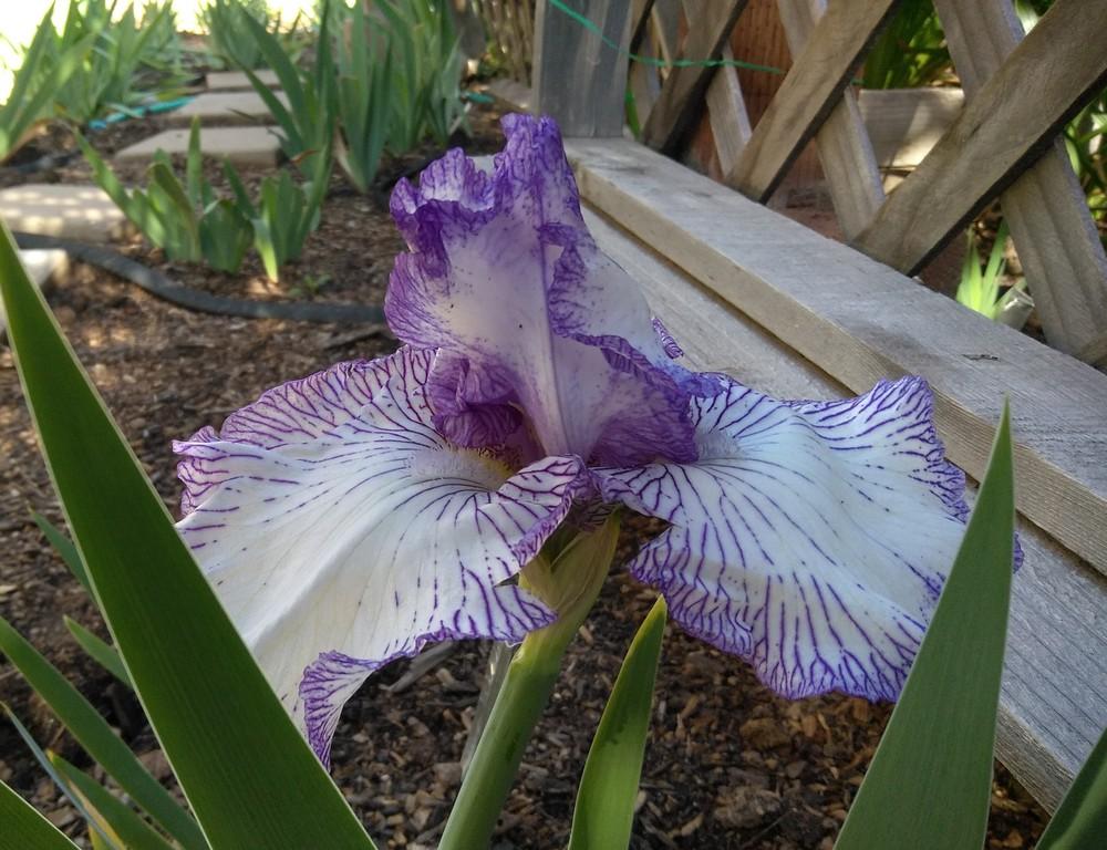 Photo of Tall Bearded Iris (Iris 'Autumn Circus') uploaded by cocoajuno