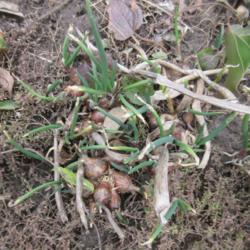 Location: Toronto, Ontario
Date: 2020-03-26
Egyptian Walking Onion (Allium x proliferum) bulbs in early sprin