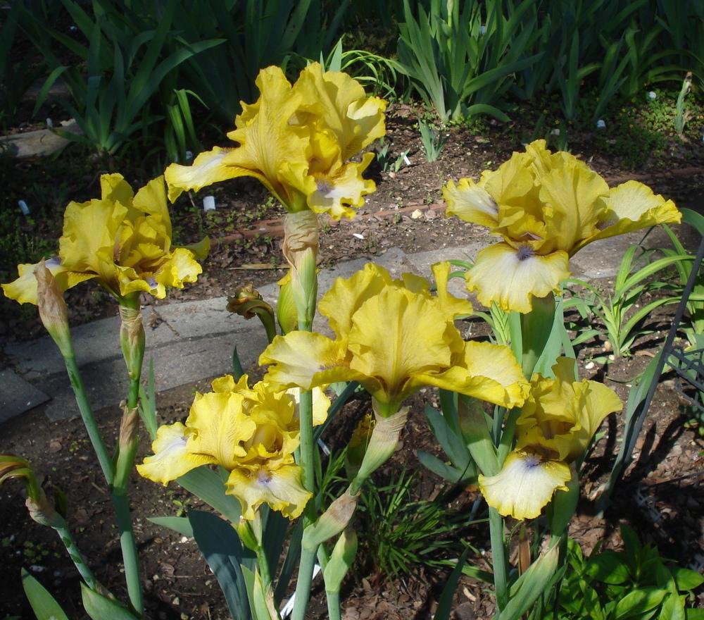 Photo of Intermediate Bearded Iris (Iris 'Abbey Chant') uploaded by lovemyhouse