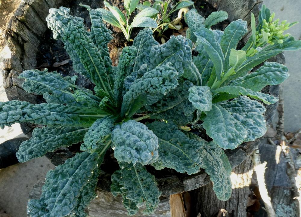 Photo of Kale (Brassica oleracea 'Lacinato') uploaded by wildflowers