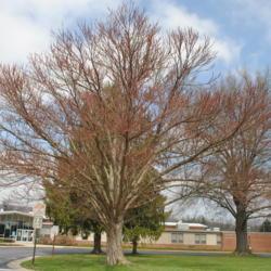 Location: Downingtown, Pennsylvania
Date: 2020-03-26
female tree in bloom