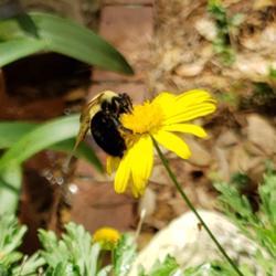 Location: Thomasville, GA USA
Date: 2020-03-22
A Bumble #Bee #pollinator on Mexican Sunflower also known as Tree