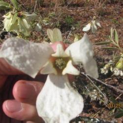 Location: Suwannee County, FL (Section 10, Township 1S, Range 12E)
Date: 2020-03-25
Flower of the wolly Paw Paw