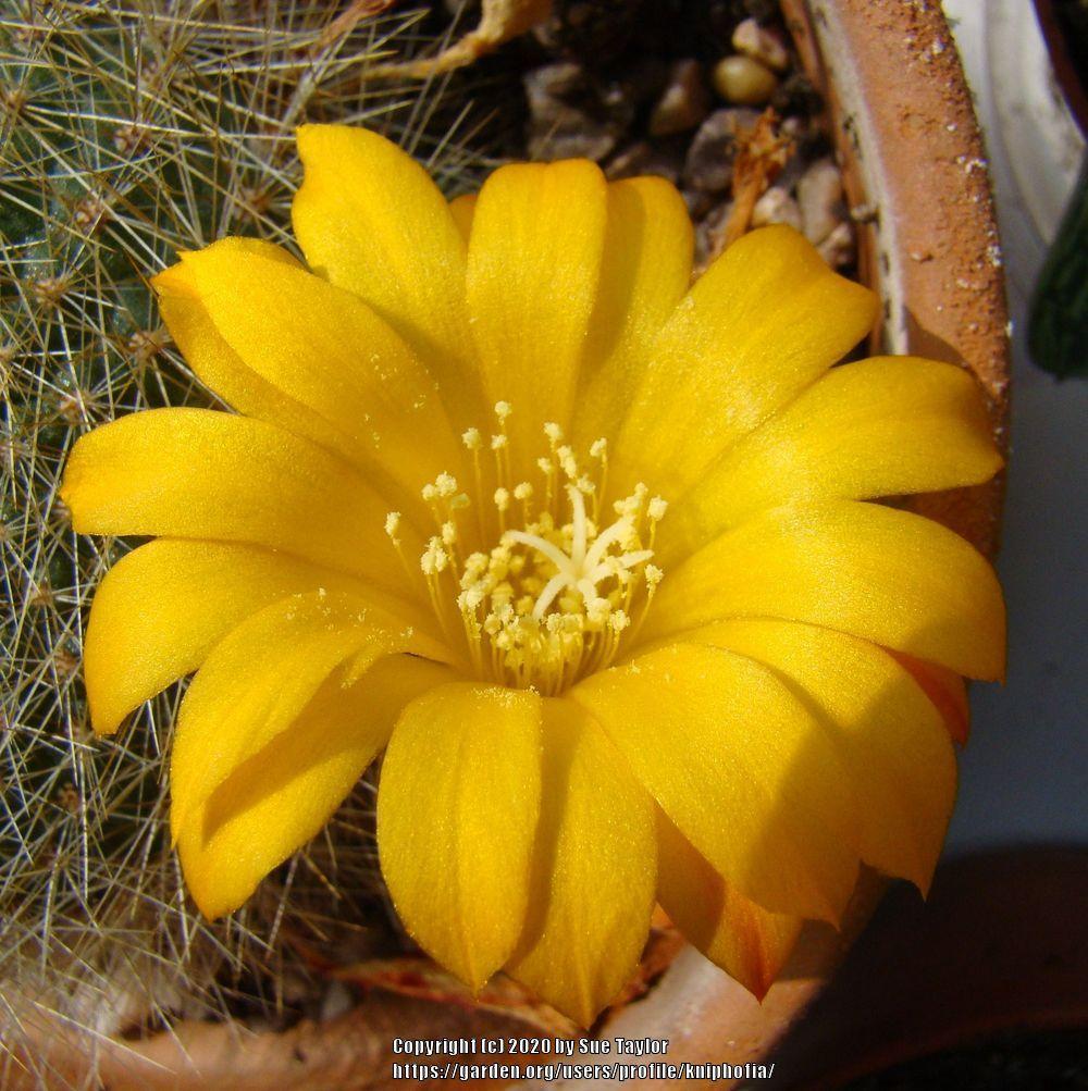 Photo of Marsoner's Crown Cactus (Rebutia marsoneri) uploaded by kniphofia