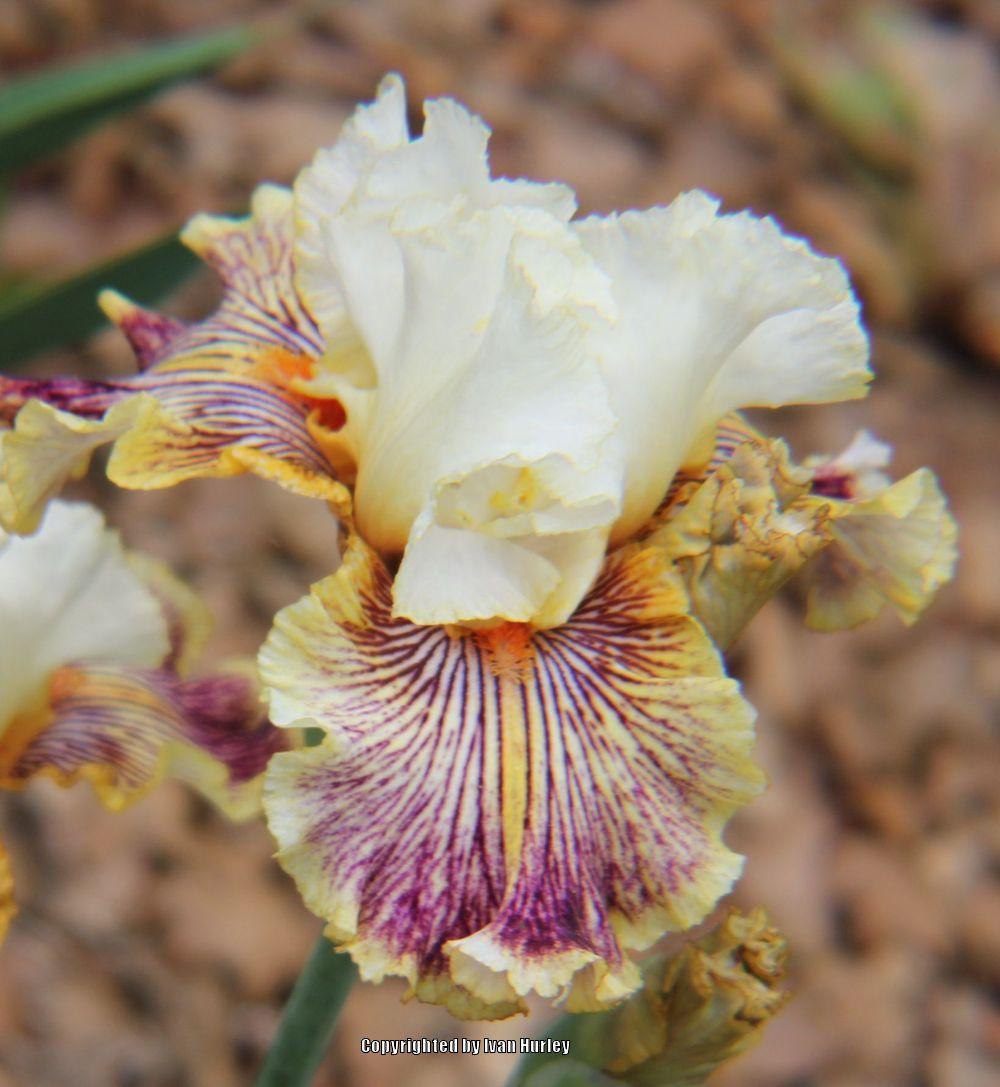 Photo of Tall Bearded Iris (Iris 'Insaniac') uploaded by Ivan_N_Tx