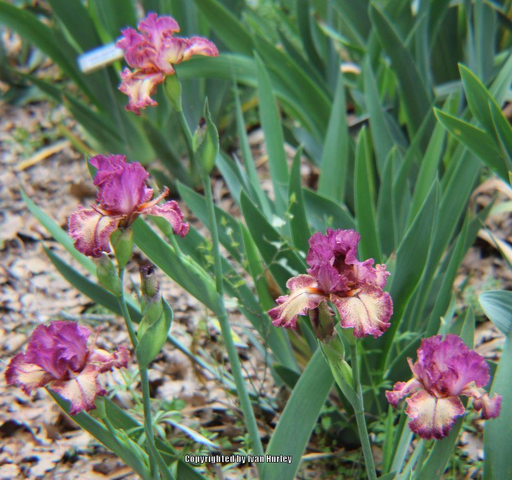 Photo of Tall Bearded Iris (Iris 'Rock Star') uploaded by Ivan_N_Tx