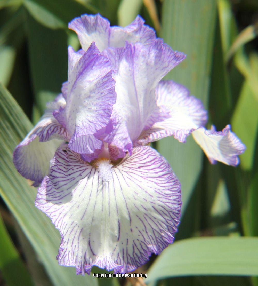 Photo of Tall Bearded Iris (Iris 'Autumn Circus') uploaded by Ivan_N_Tx
