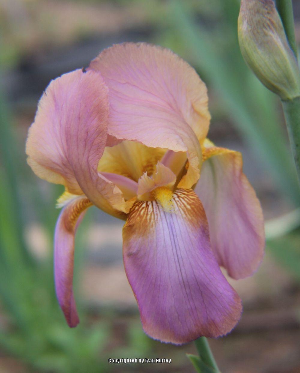 Photo of Tall Bearded Iris (Iris 'China Maid') uploaded by Ivan_N_Tx