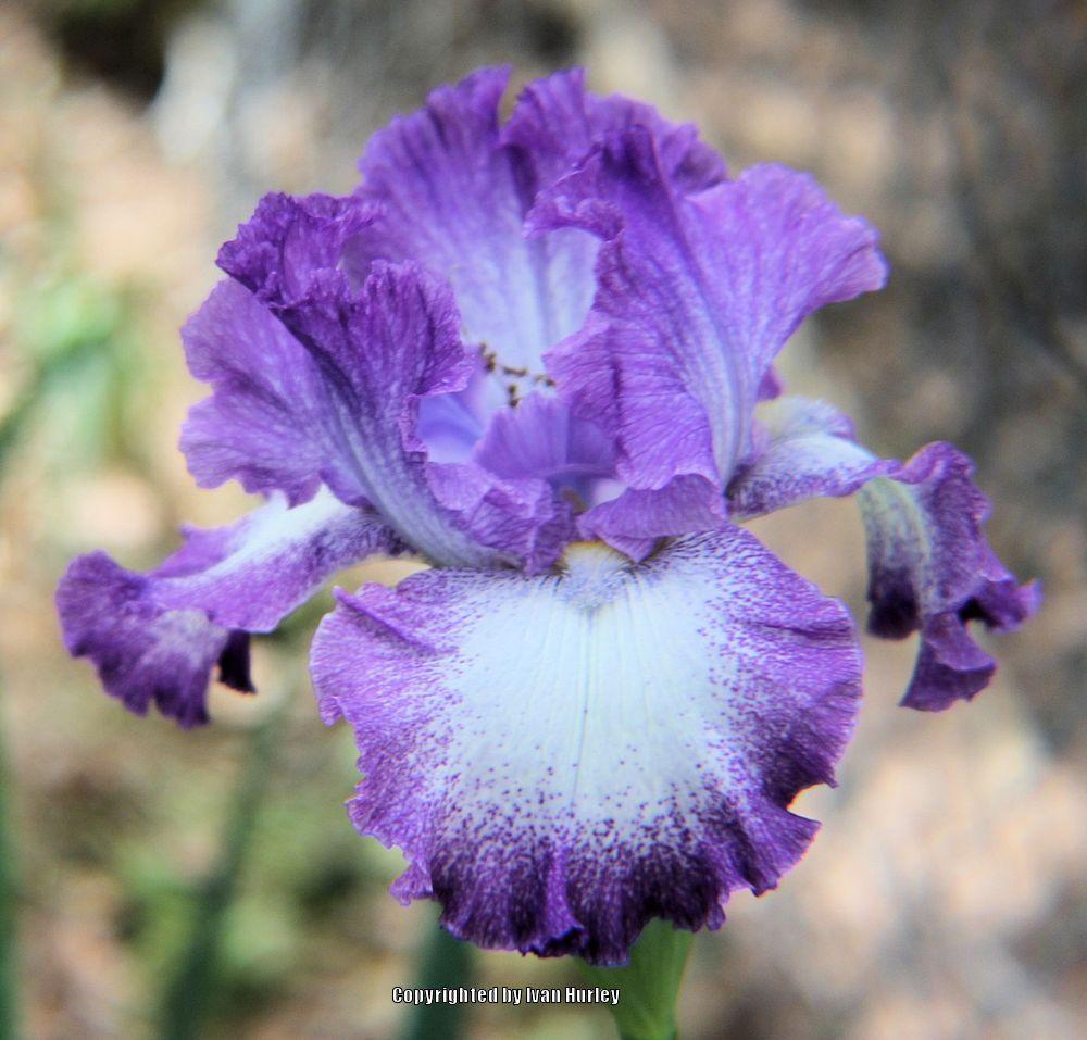 Photo of Tall Bearded Iris (Iris 'Jesse's Song') uploaded by Ivan_N_Tx