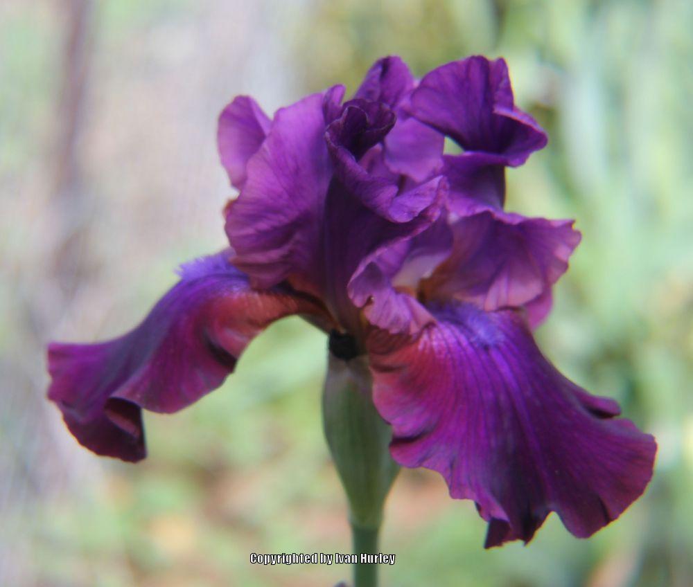 Photo of Tall Bearded Iris (Iris 'Scoonchee') uploaded by Ivan_N_Tx