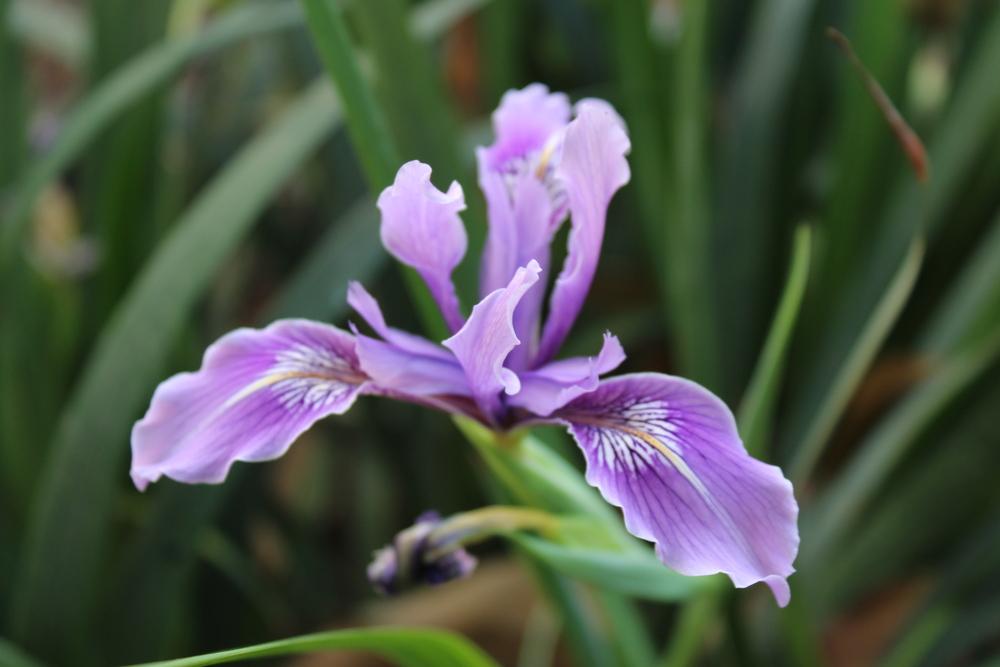 Photo of Species Iris (Iris douglasiana) uploaded by Mathomhouse