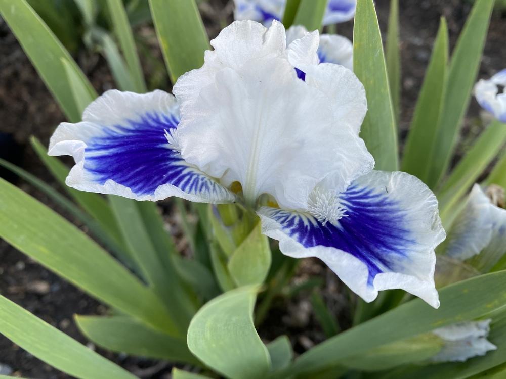 Photo of Standard Dwarf Bearded Iris (Iris 'Open Your Eyes') uploaded by iciris
