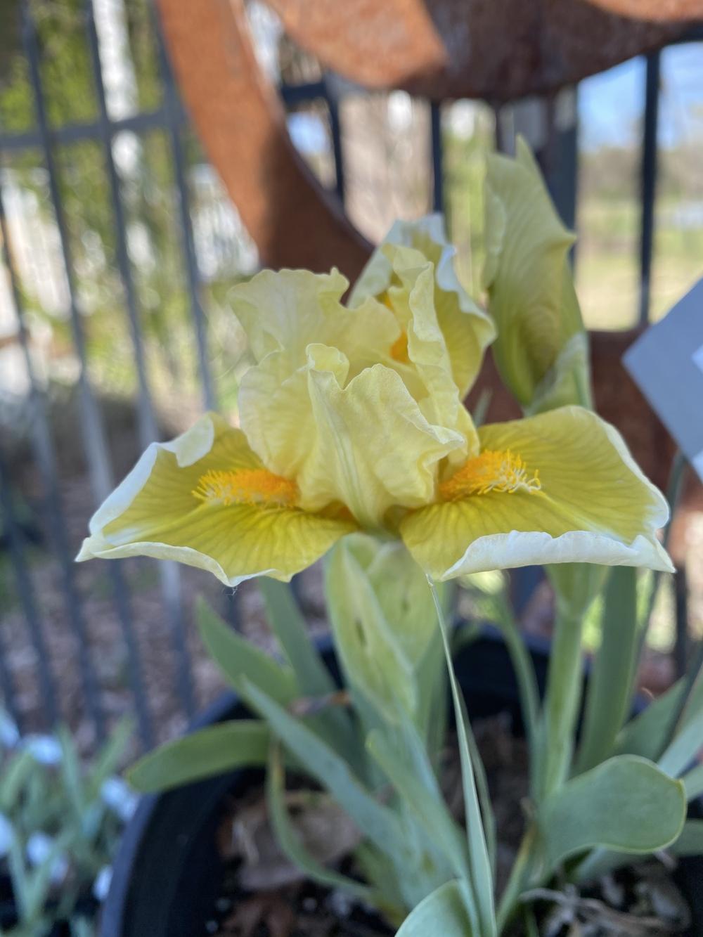 Photo of Standard Dwarf Bearded Iris (Iris 'Granny Apple') uploaded by iciris