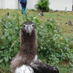 Location: with Laysan albatross at Medical clinic Sand Island, Midway Atoll, Hawaii
Date: 6-2008
author--Forest & Kim Starr