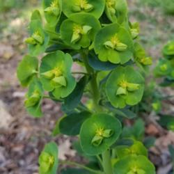 Location: East Tennessee 
Date: 2020-03-28
Robb's euphorbia first year