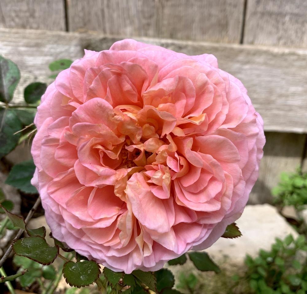 Photo of Rose (Rosa 'Abraham Darby') uploaded by Malan