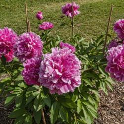 Location: Peony Garden at Nichols Arboretum, Ann Arbor, Michigan
Date: 2019-06-12
Madame Emile Débatène peony - even young plants produce huge lu