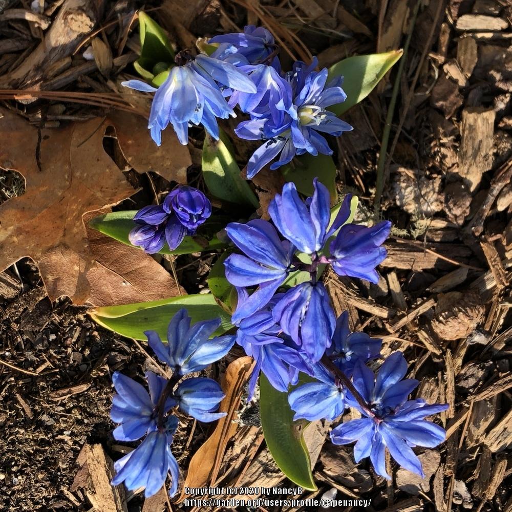 Photo of Siberian Squill (Scilla siberica 'Spring Beauty') uploaded by capenancy