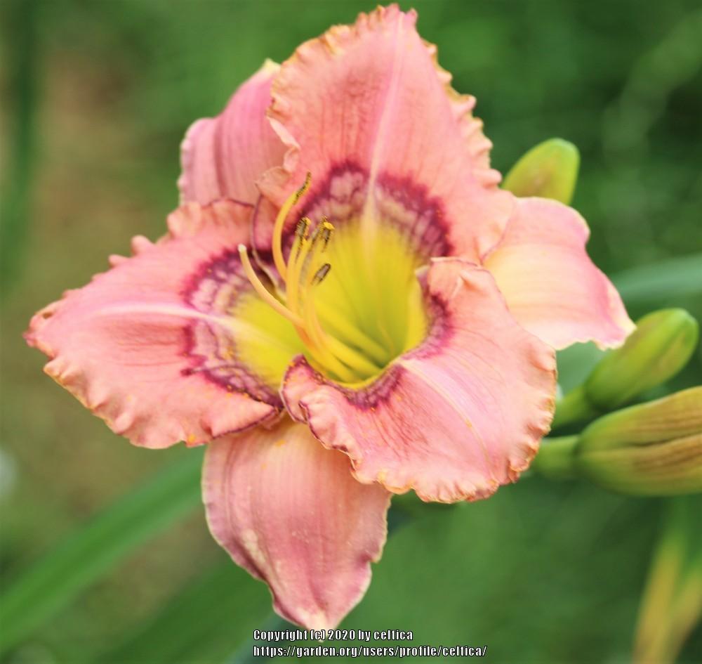 Photo of Daylily (Hemerocallis 'Through the Looking Glass') uploaded by celtica