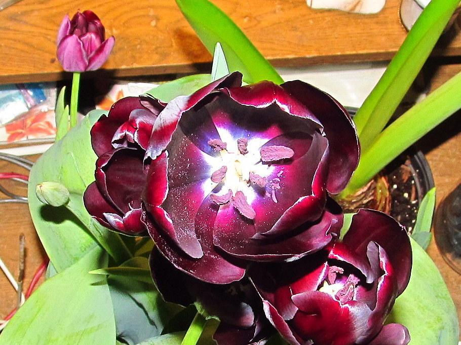 Photo of Tulip (Tulipa 'Blackjack') uploaded by jmorth