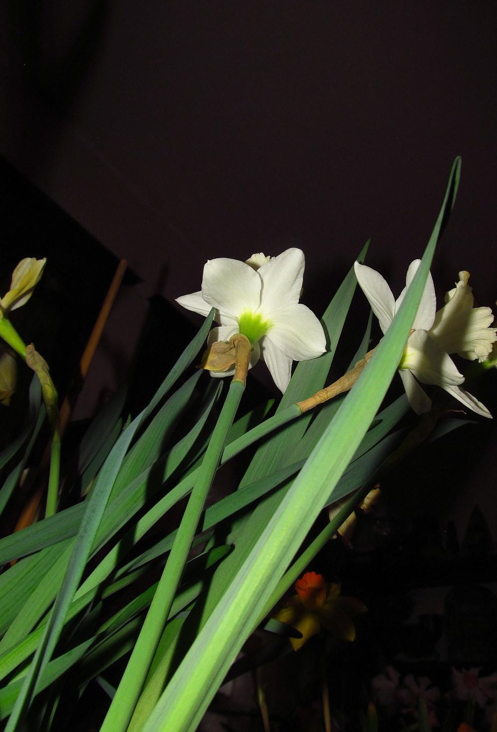 Photo of Trumpet Daffodil (Narcissus 'Mount Hood') uploaded by jmorth