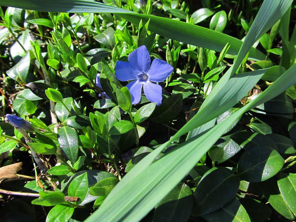 Photo of Lesser Periwinkle (Vinca minor) uploaded by jmorth