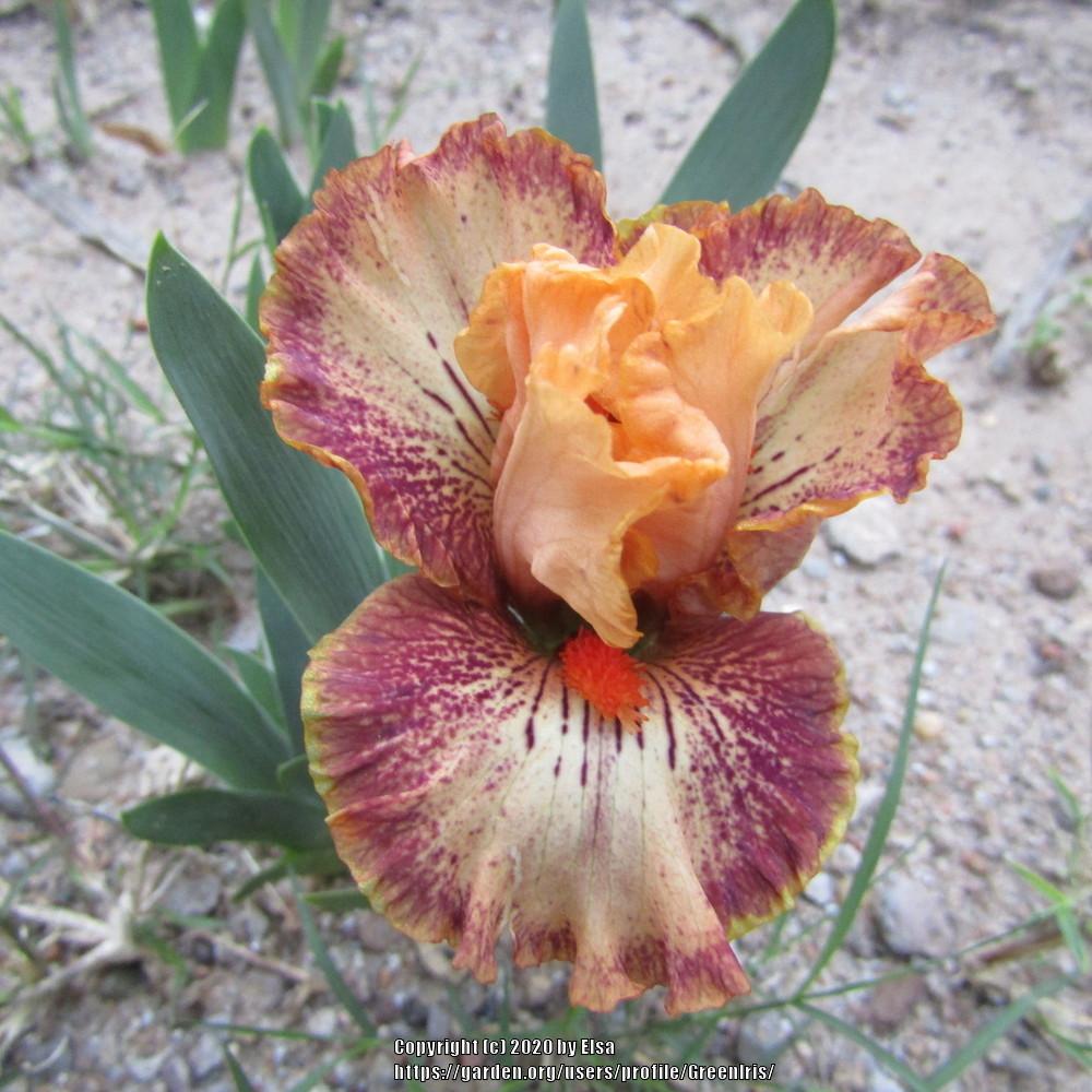Photo of Standard Dwarf Bearded Iris (Iris 'Alaia') uploaded by GreenIris