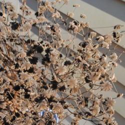 Location: Downingtown, Pennsylvania
Date: 2020-03-26
close-up of dry flower-seed heads