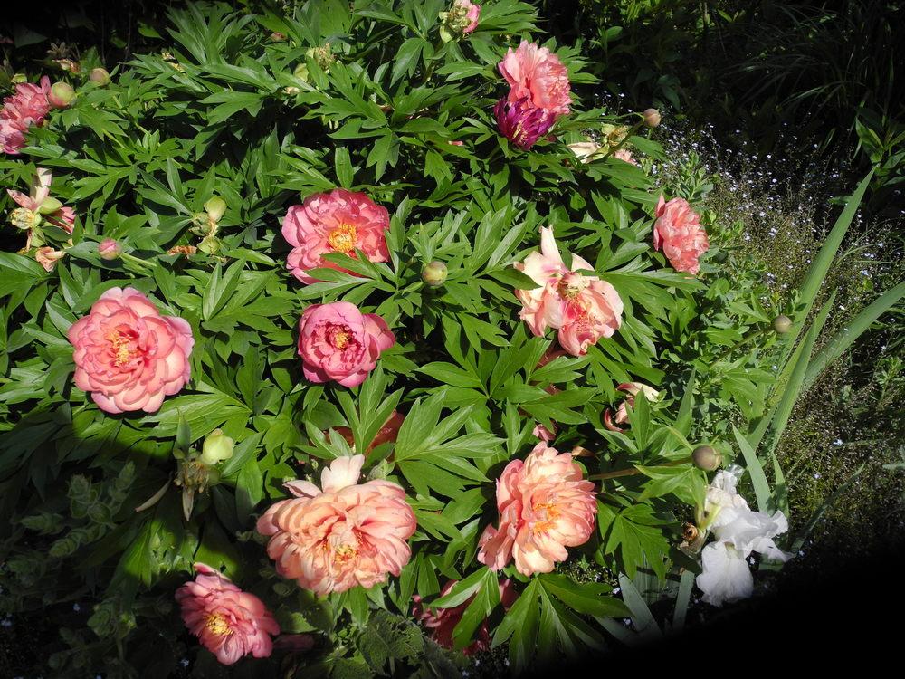 Photo of Itoh Peony (Paeonia 'Magical Mystery Tour') uploaded by Vals_Garden
