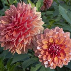 Location: Dahlia Hill, Midland, Michigan
Date: 2019-09-26
A La Mode dahlia - this plant produced blooms which aren't as con