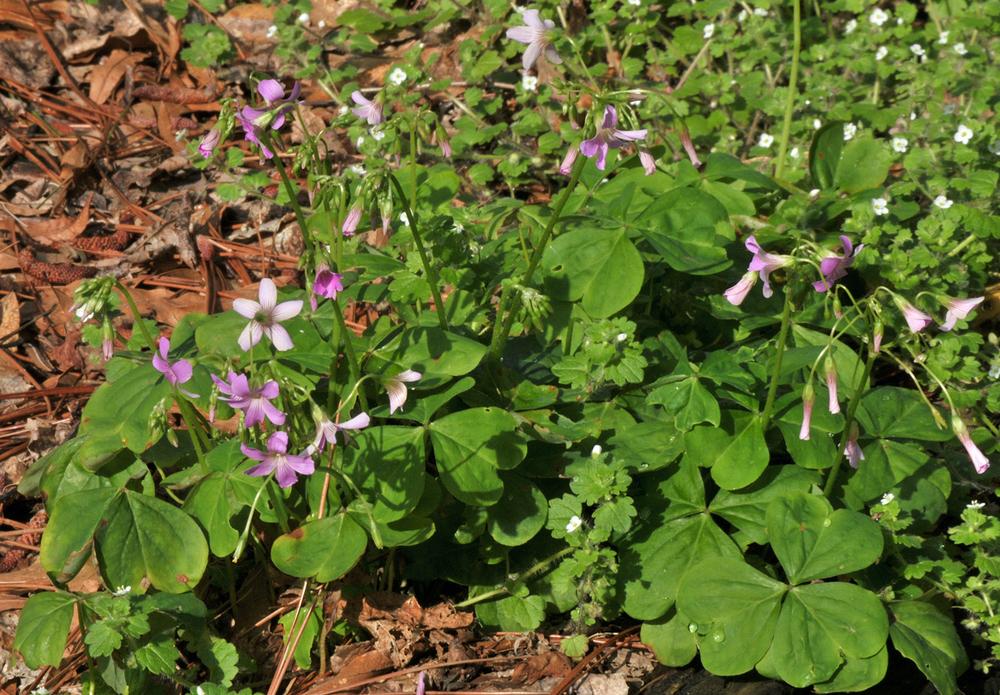 Photo of Wood Sorrels (Oxalis) uploaded by deepsouth