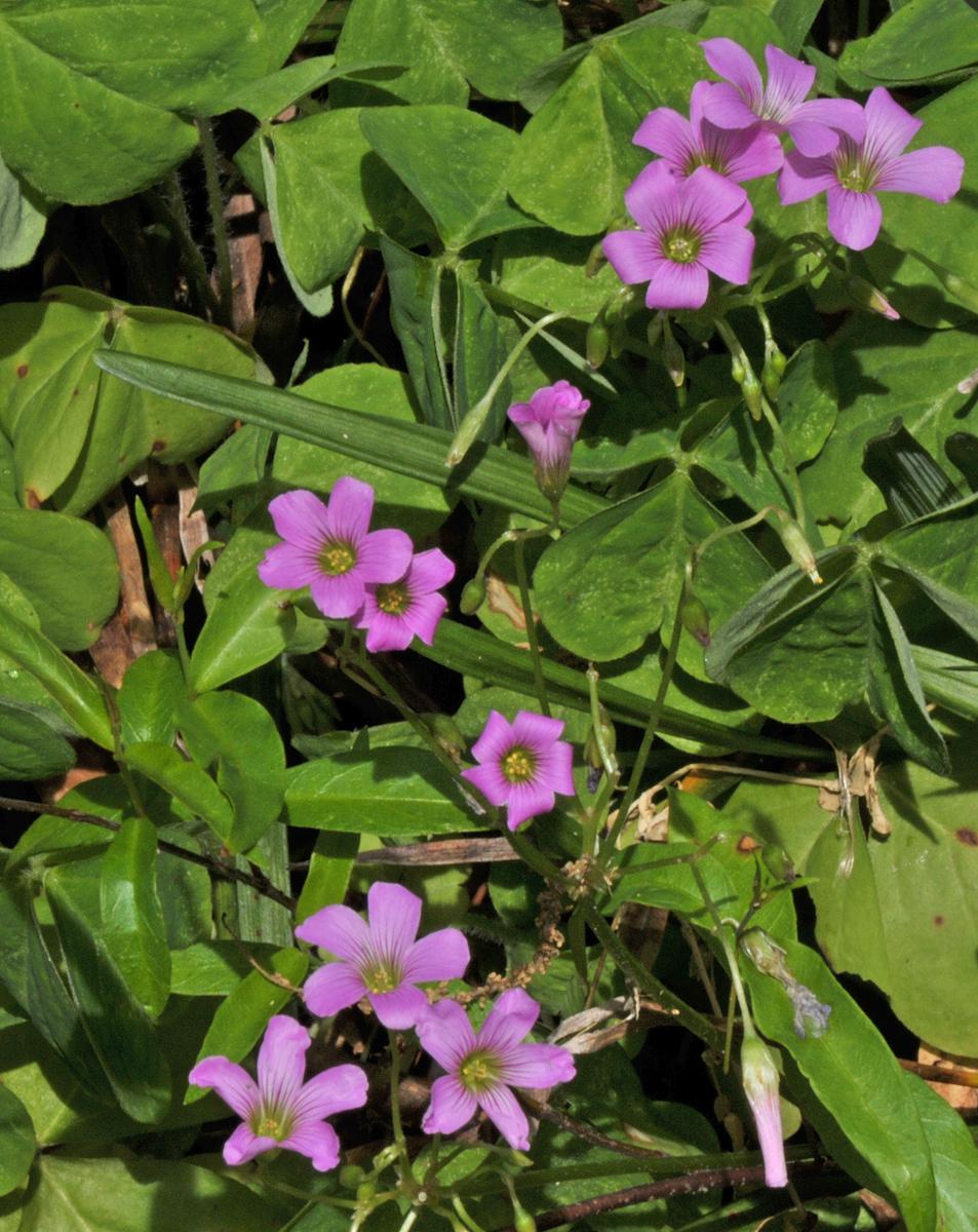 Photo of Wood Sorrels (Oxalis) uploaded by deepsouth