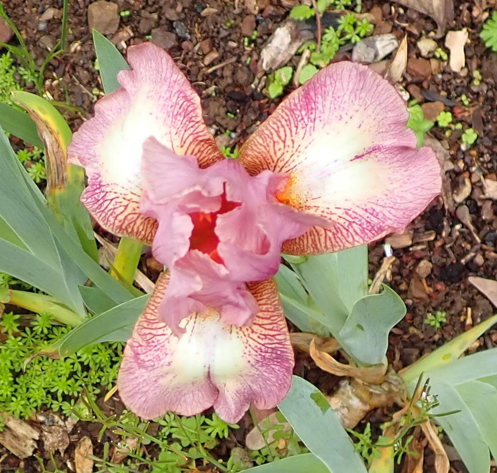 Photo of Intermediate Bearded Iris (Iris 'Pink Collage') uploaded by janwax