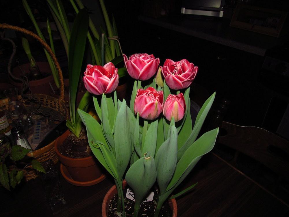 Photo of Tulip (Tulipa 'Dream Touch') uploaded by jmorth