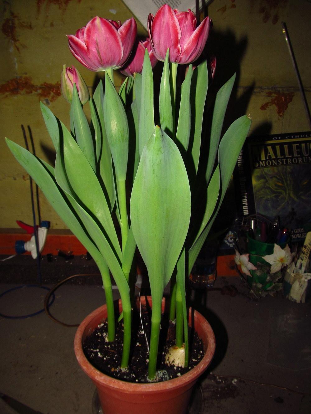 Photo of Tulip (Tulipa 'Dream Touch') uploaded by jmorth