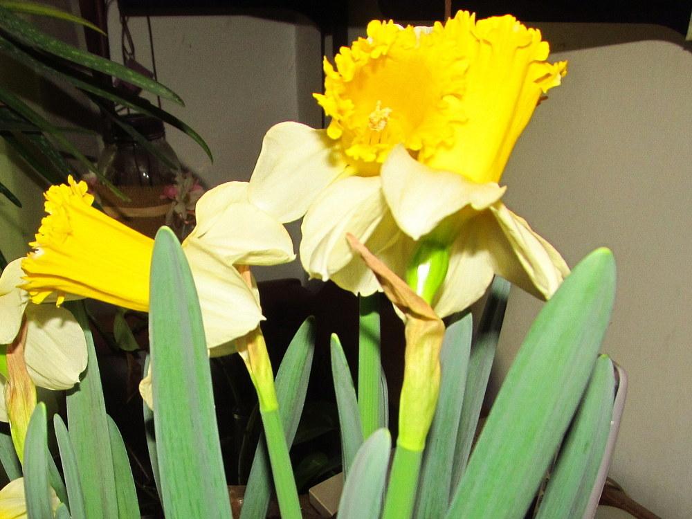 Photo of Cyclamineus Daffodil (Narcissus 'Sugar Dipped') uploaded by jmorth