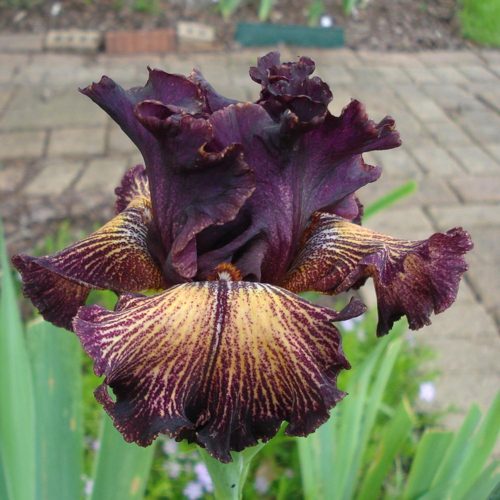Photo of Tall Bearded Iris (Iris 'Drama Queen') uploaded by lovemyhouse