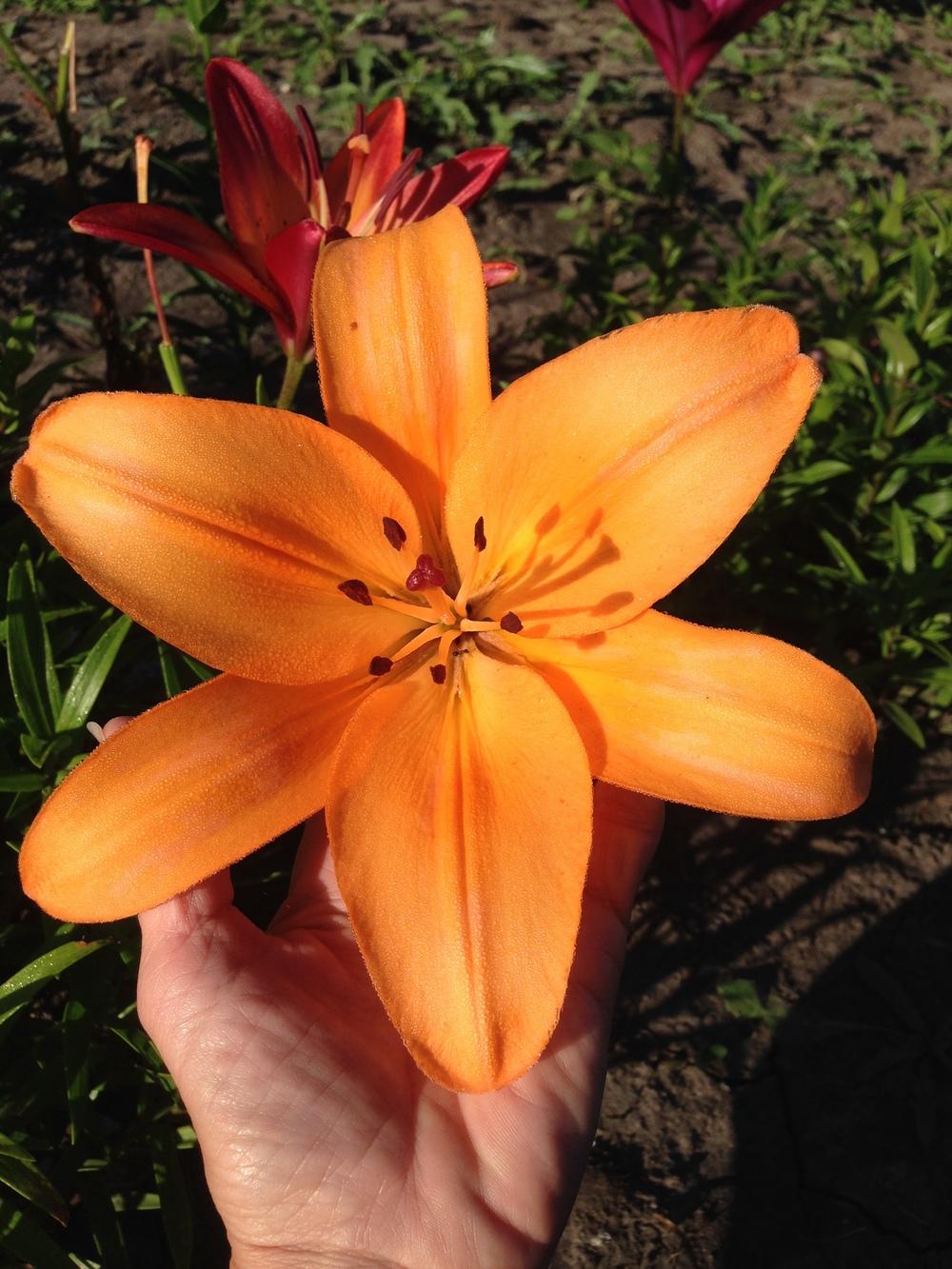 Photo of Lily (Lilium 'Riverside') uploaded by valleyrimgirl