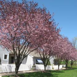 Location: Newtown Square, Pennsylvania
Date: 2008-04-15
full-grown trees in bloom
