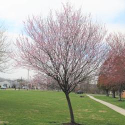 Location: Downingtown, Pennsylvania
Date: 2020-03-26
maturing tree in bloom leaning from weak root system