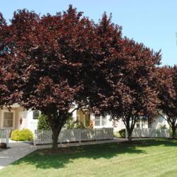 Location: Newtown Square, Pennsylvania
Date: 2010-08-31
full-grown trees