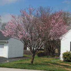 Location: Downingtown, Pennsylvania
Date: 2020-03-26
young, but mature tree in bloom