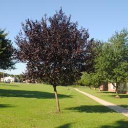 Location: Downingtown, Pennsylvania
Date: 2018-09-29
maturing tree with a lean from weak root system