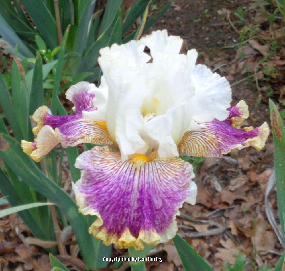 Photo of Tall Bearded Iris (Iris 'Sordid Lives') uploaded by Ivan_N_Tx