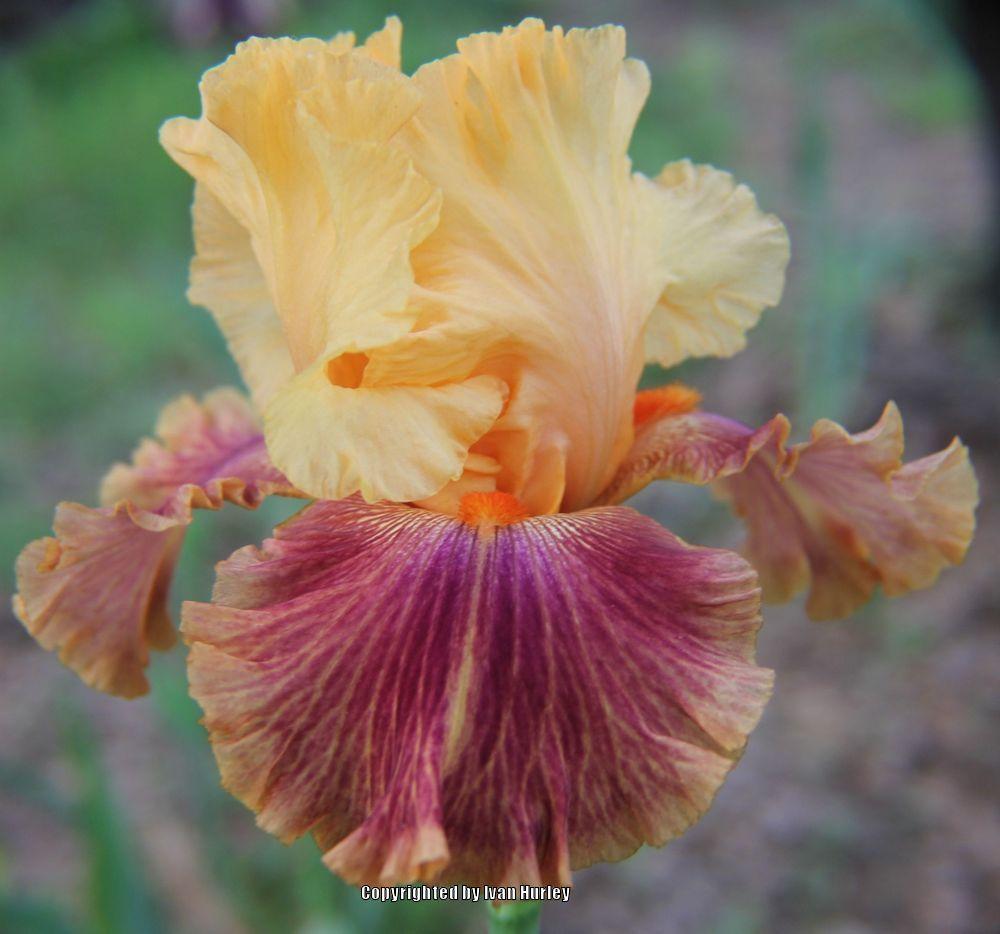 Photo of Tall Bearded Iris (Iris 'Bottle Rocket') uploaded by Ivan_N_Tx